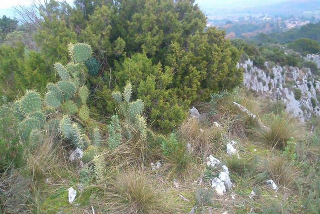 Proche D'Uzes La Terrasse Du Soleil Levant Collias Bagian luar foto